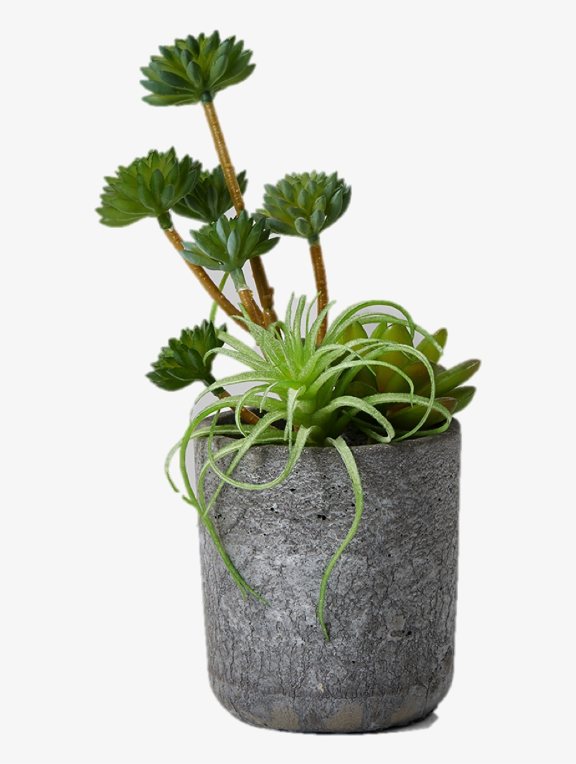 More Views - Echeveria, transparent png