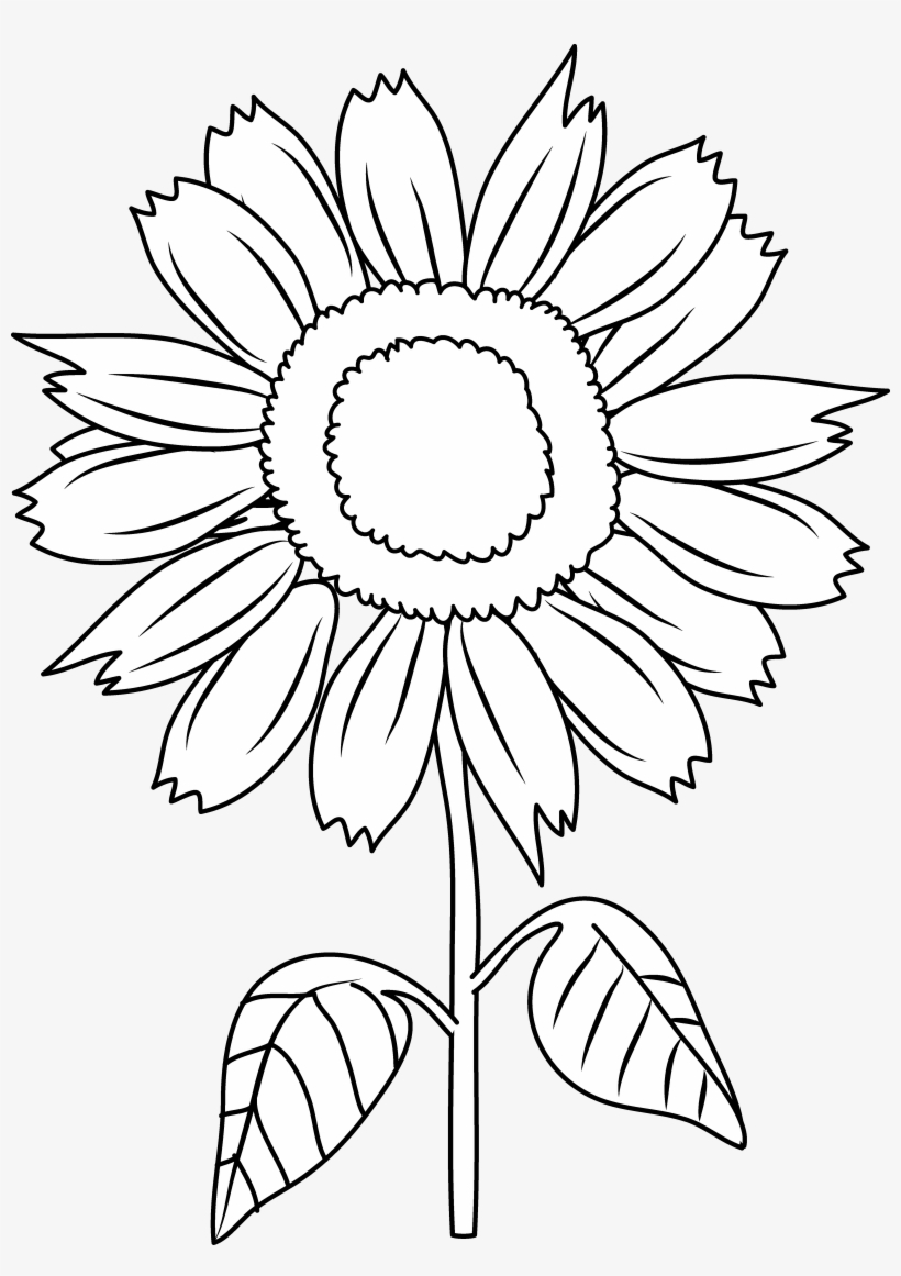 Clip Art Library Download Sunflower Black And White - Clip Art, transparent png