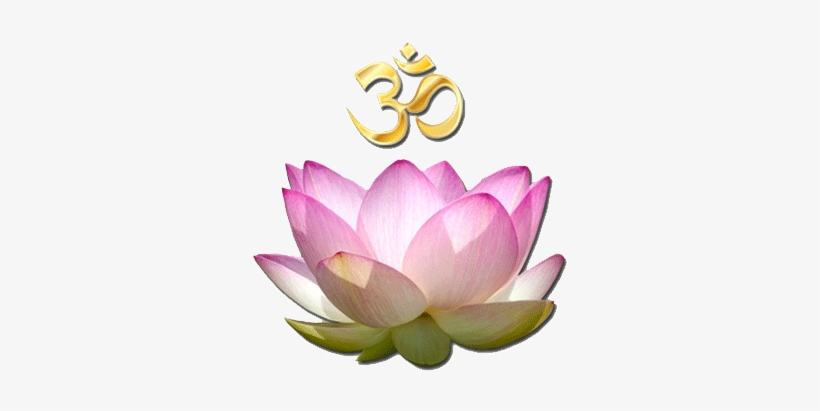 Om Lotus - Lotus, transparent png