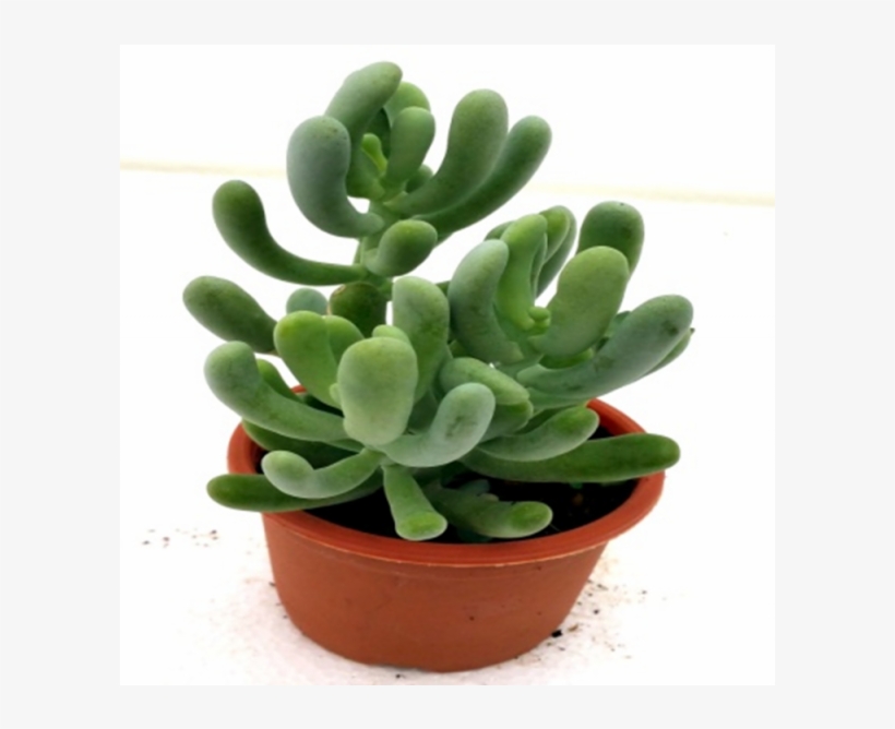 Sedum Allantoides Succulent Plant - Sedum Allantoides, transparent png