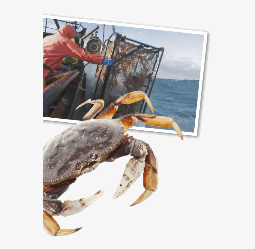 Dungeness Crab Photo - Crab, transparent png