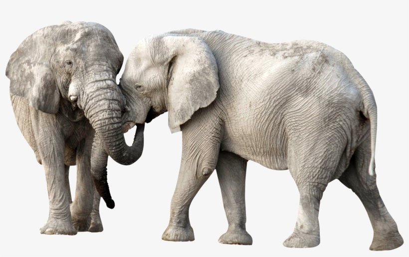 Elephant Fight Png Image - Elephant Png, transparent png