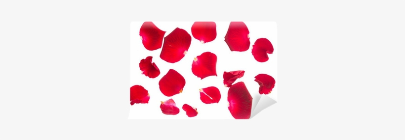 Petal, transparent png