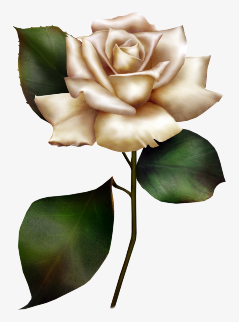 White Rose Clipart, transparent png