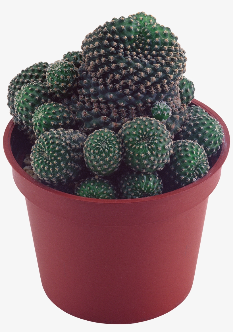 Free Png Cactus Png Images Transparent - Transparent Background Succulent Plant Png, transparent png