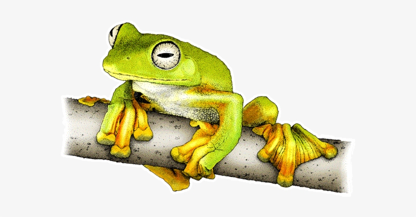 Wallaces Flying Frog Decal - Gliding Frogs Of The Asian Rainforests Wall Clock, transparent png