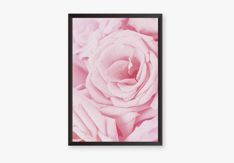 Pink Rose Petals - Hybrid Tea Rose, transparent png