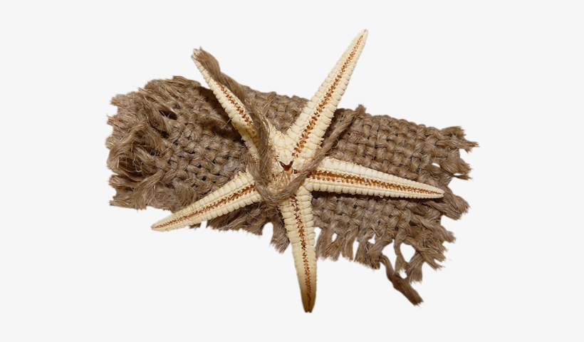 Starfish, transparent png