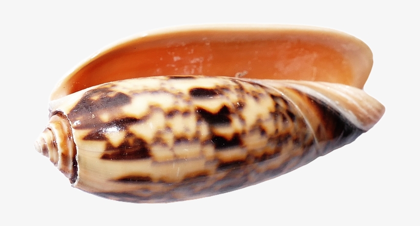 Sea, Shell, Ocean, Beach, Sea Shells, Sand, Summer - Portable Network Graphics, transparent png