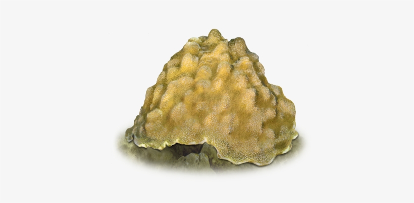Boulder Star Coral - Boulder, transparent png