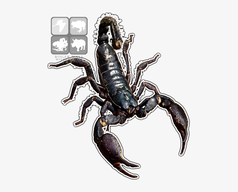 Asian Forest Scorpion Decal - Asian Forest Scorpion Eyes, transparent png
