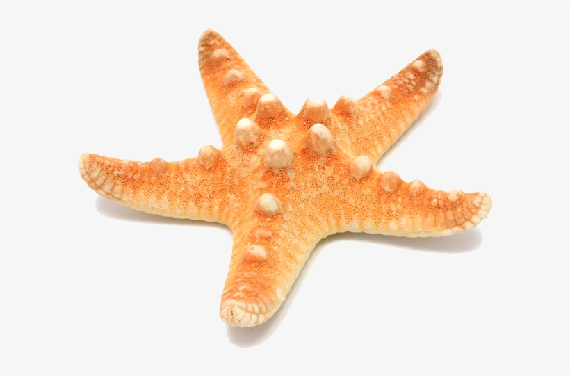 Source - - Star Fishes Png, transparent png