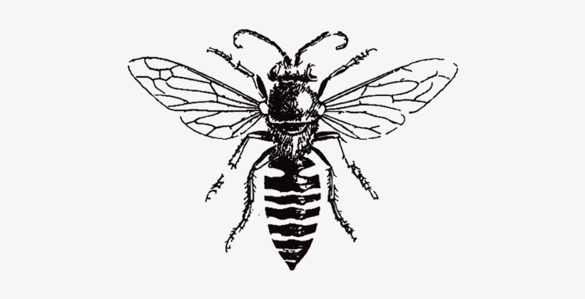 Horsecreek Honey Png Transparent Download - Honey Bee Black And White, transparent png