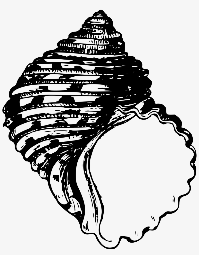 Big Image - Sea Shells Png Black, transparent png