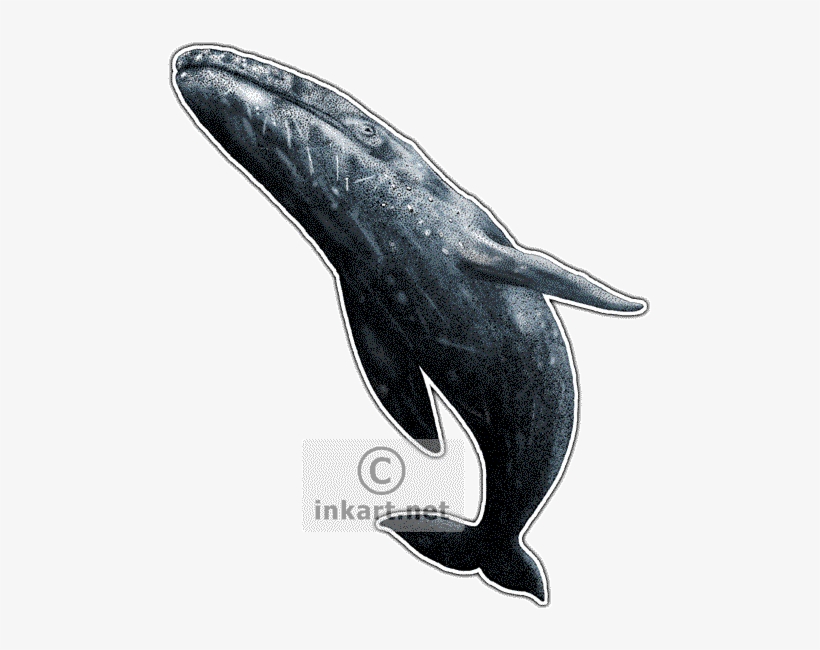 Gray Whale Decal - California State Animals Postcards (package Of 8), transparent png