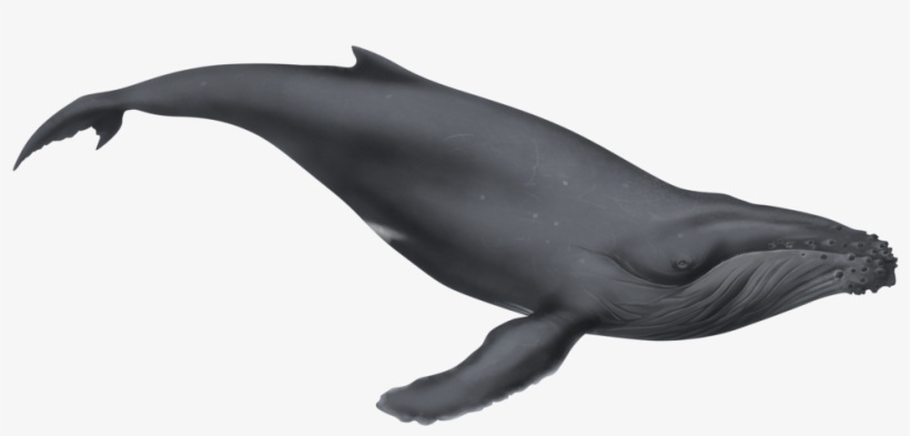 Png Black And White Illustration By Dio On Deviantart - Whale Png, transparent png