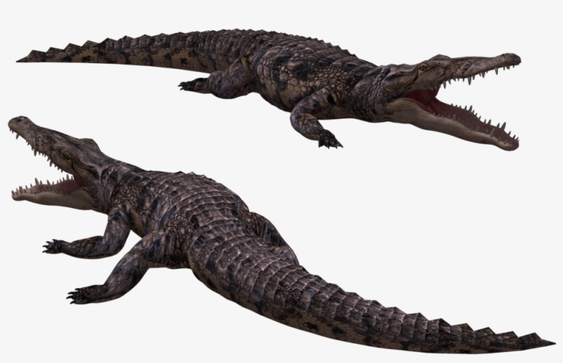 Crocodile Png Image - Crocodile Png, transparent png