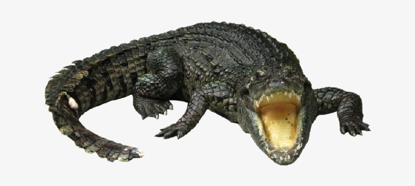 Crocodile Bulk Collection - Crocodilo Png, transparent png