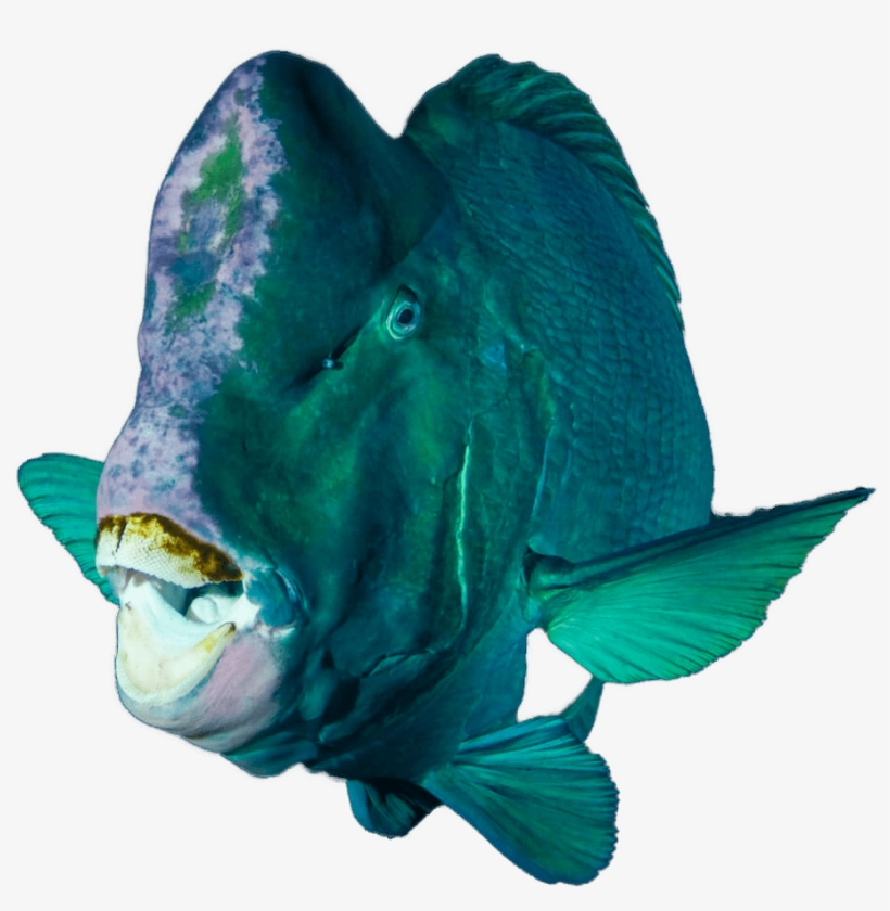 Padi Scuba Diving Courses Singapore Open Water Learn - Underwater Diving, transparent png