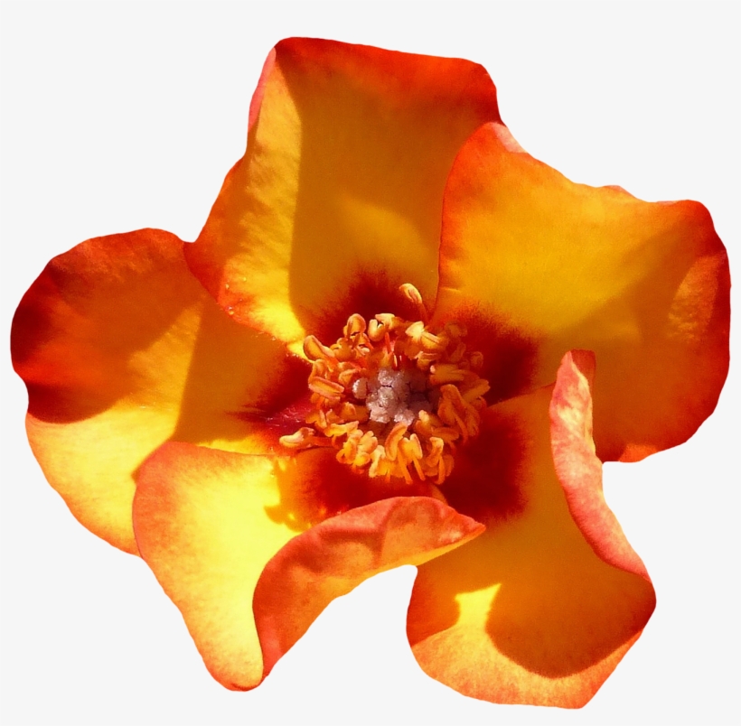 Yellow Rose Flower Top View Png Image - Flower Top View, transparent png