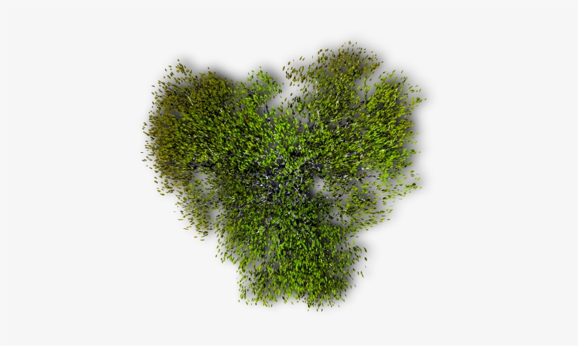 Tree Image - Moss, transparent png