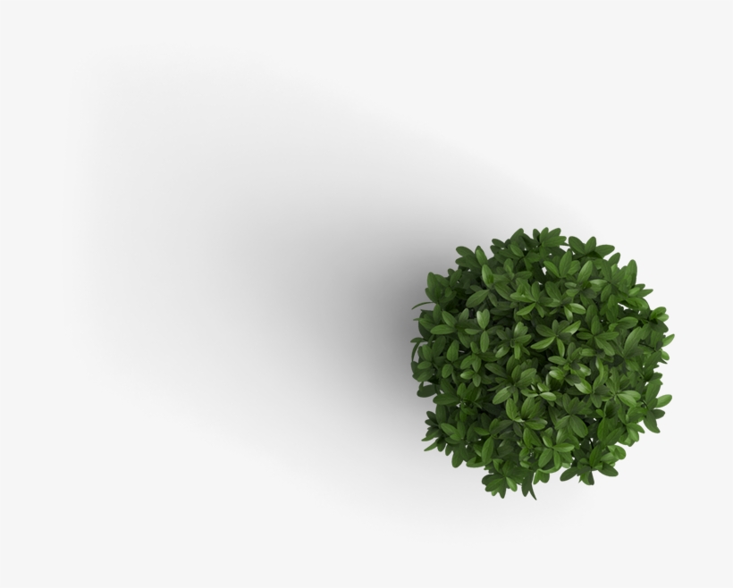 Already Have An Account Log In - Plant Top View Png, transparent png