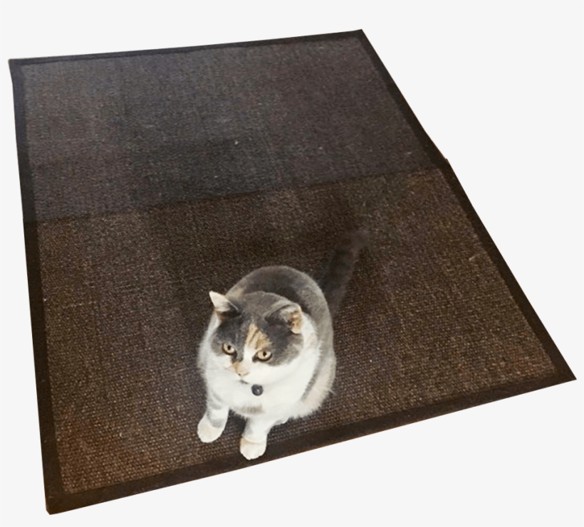 Cat Cute Animals With No Background, transparent png