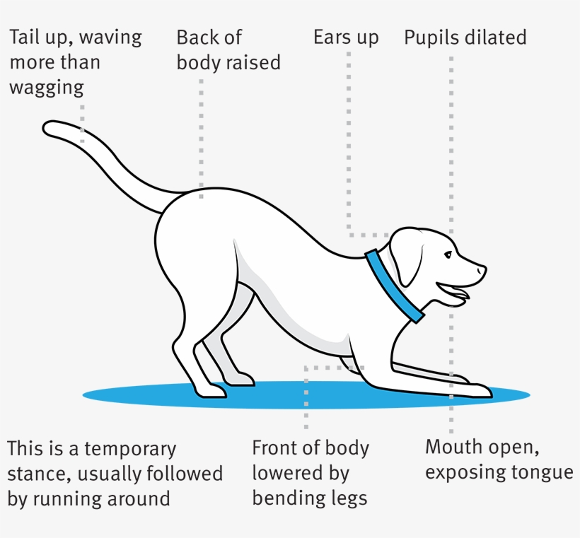 Playful • Happy Playful • Happy - Dog, transparent png