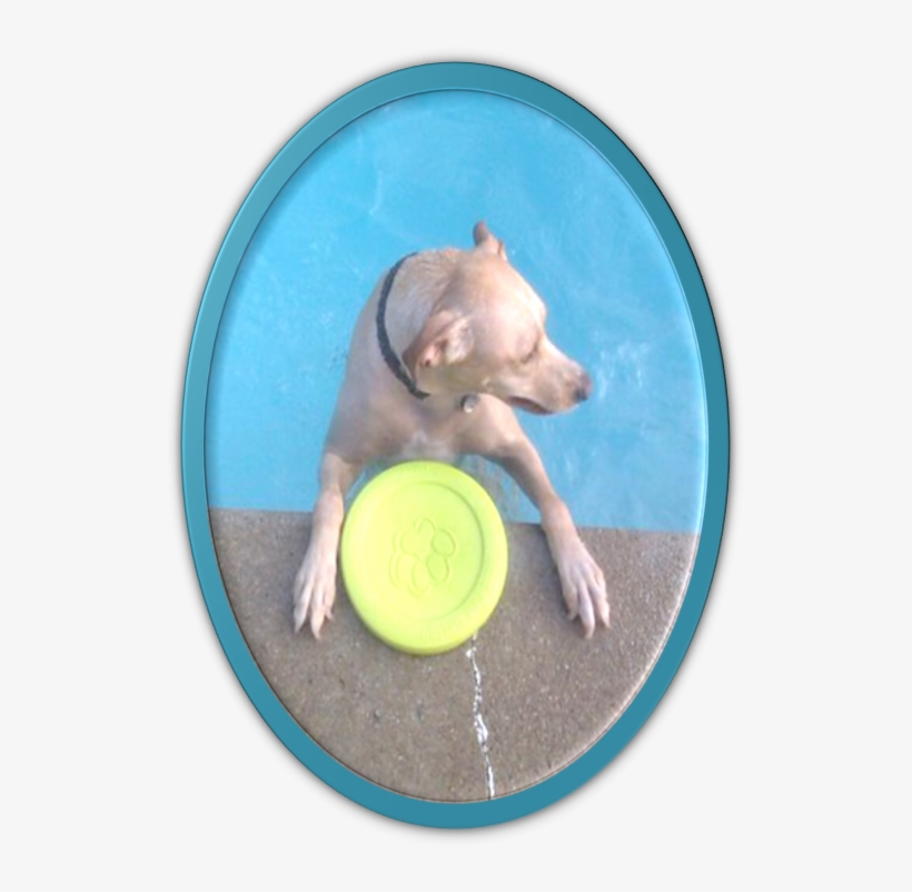 Posted - Dog Catches Something, transparent png