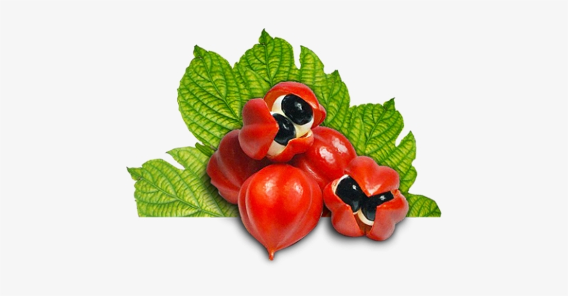 Guarana-fruta - Guarana Seed Extract Png, transparent png