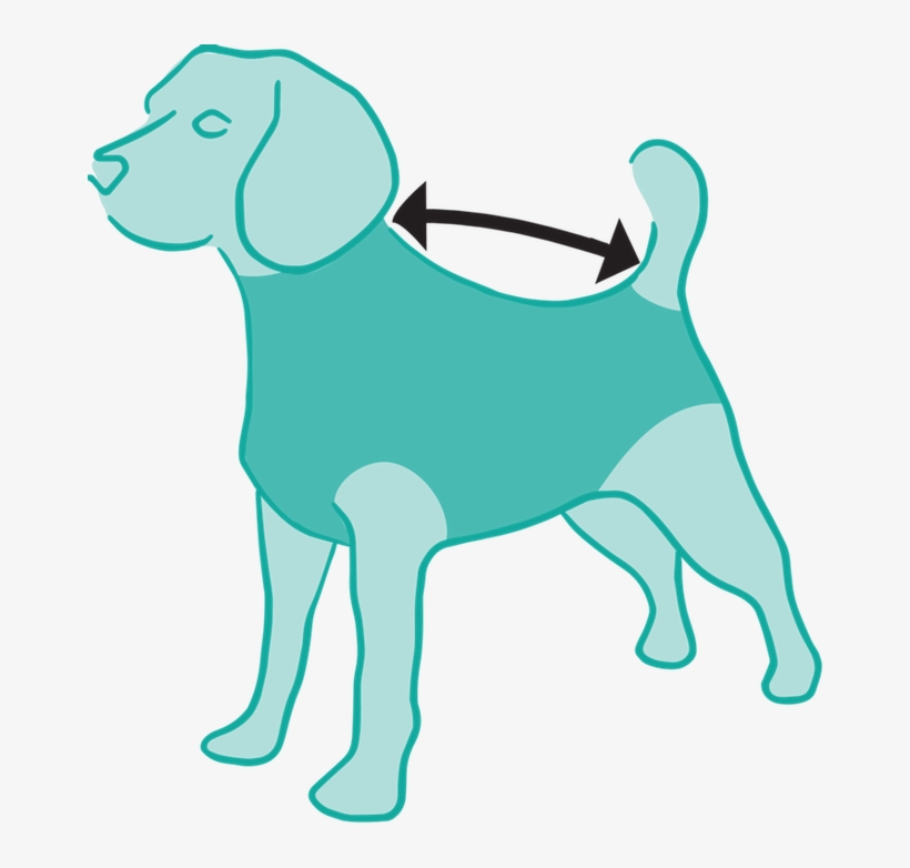 Size Measured From Collar To Base Of The Tail - Cartoon Dog Recovering From Surgery, transparent png