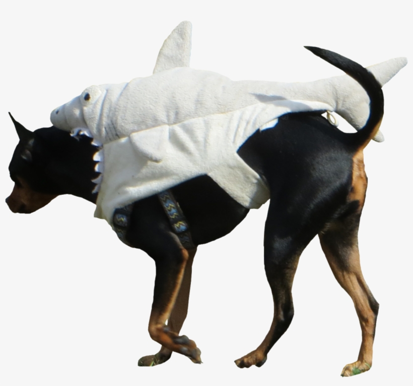 Shark-dog - Companion Dog, transparent png