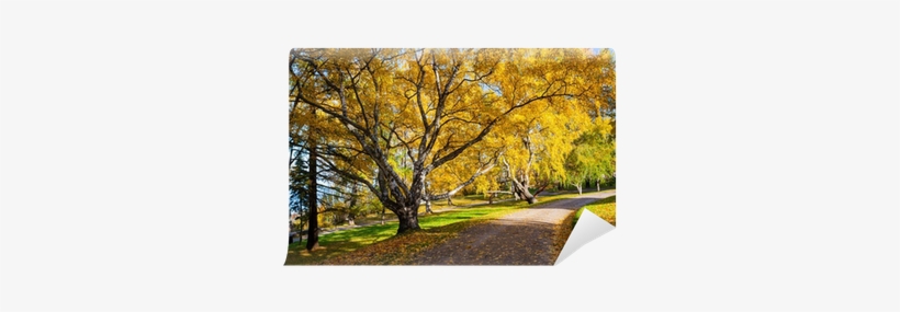 Peaceful Park With Autumn Colors In Trees Wall Mural, transparent png