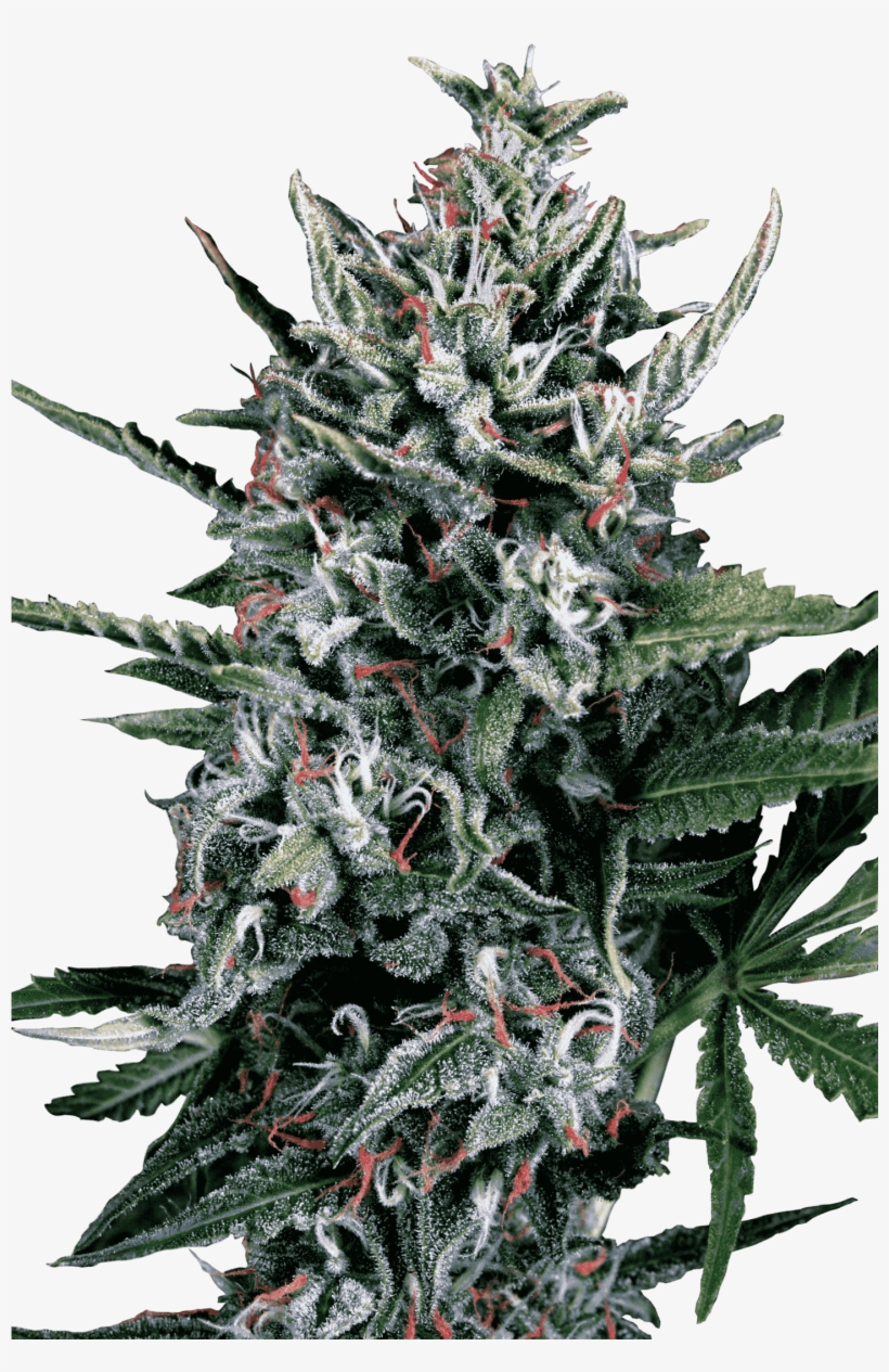 Konopná Odrůda Auto Silver Bullet Od Ministry Of Cannabis - Auto Silver Bullet, transparent png