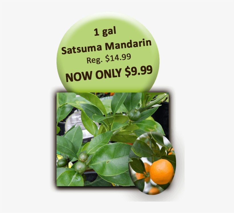 1 Gal Satsuma Mandarin - Bitter Orange, transparent png