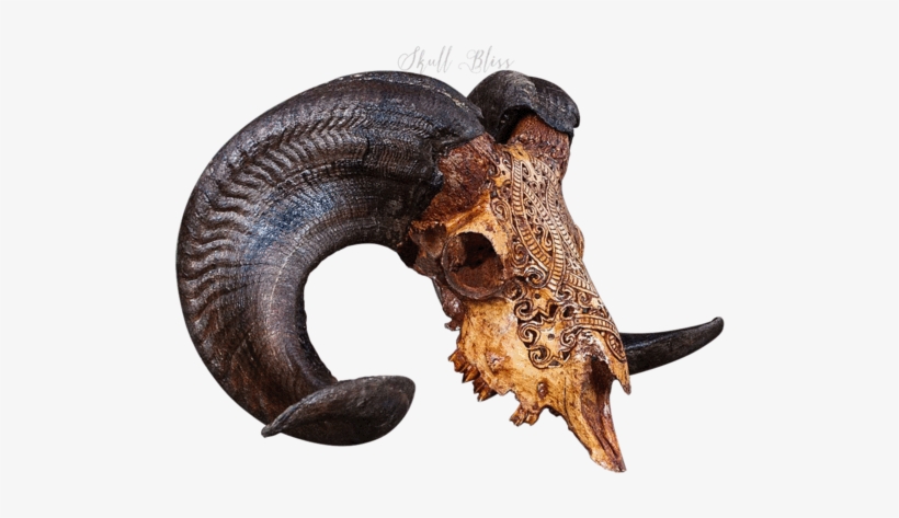 Carved Ram Skull - Skull, transparent png