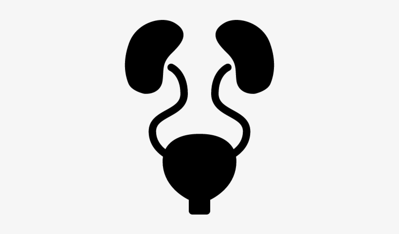 Coolest Free Images Of Stethoscope Urinary System Free - Urinary Icon, transparent png