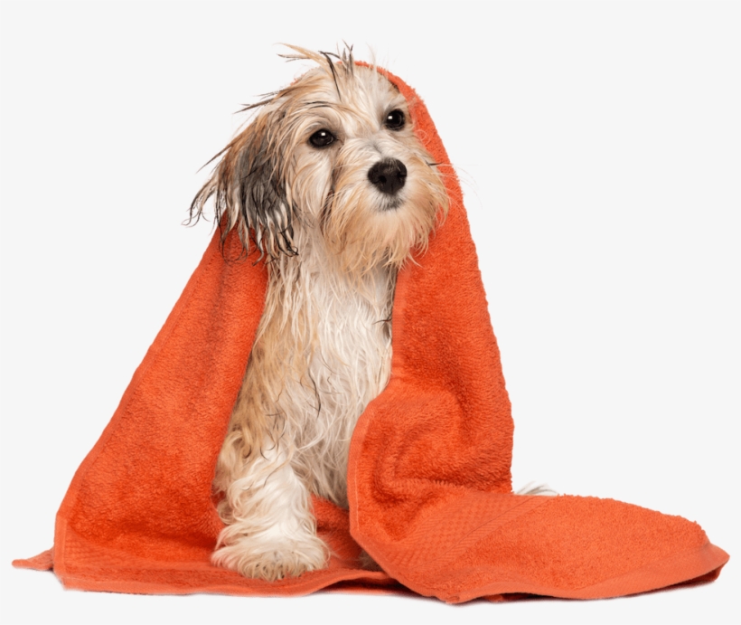 Make A Reservation - Dog Grooming, transparent png
