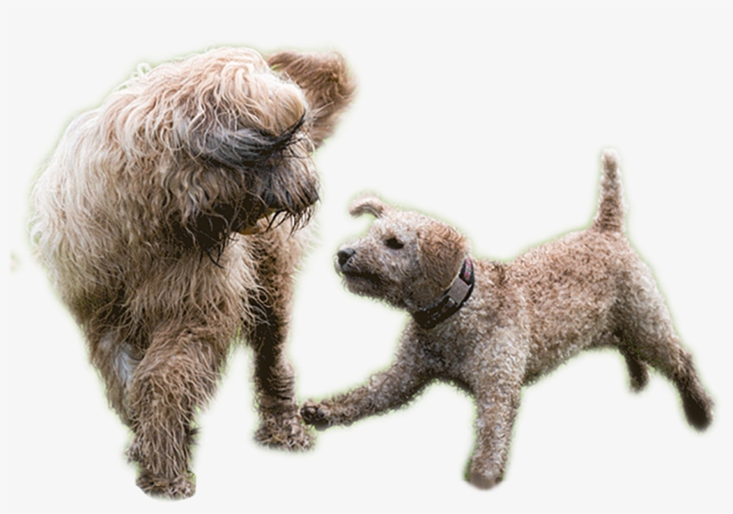 Playing-dogs2 - Dog, transparent png