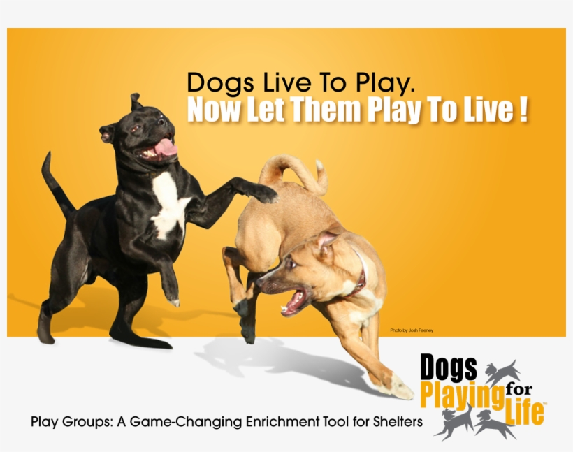 Brochure, transparent png