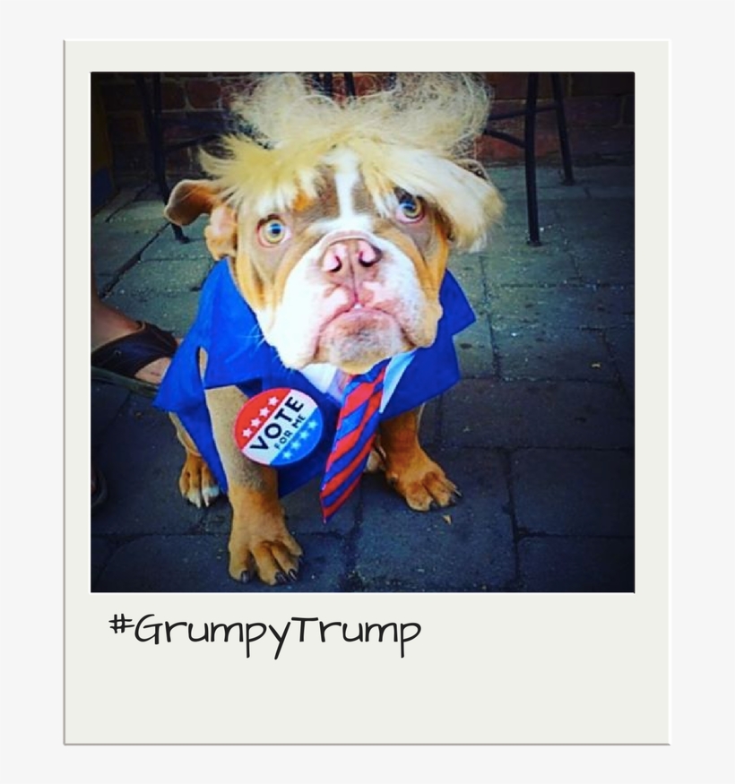 Trump Costume For Dogs - American Pit Bull Terrier, transparent png