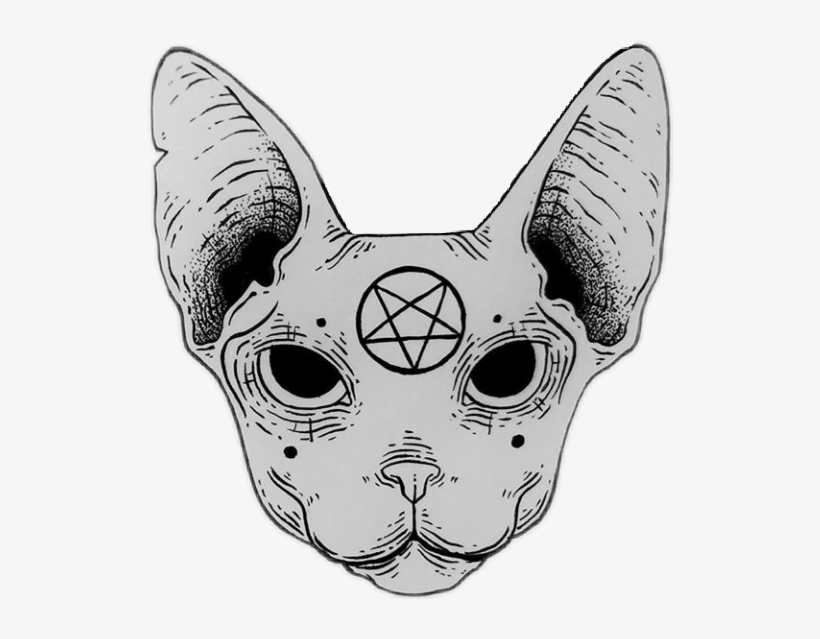 Cat, transparent png