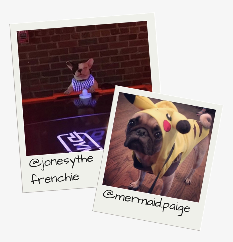 Dogs In Costume - Pug, transparent png