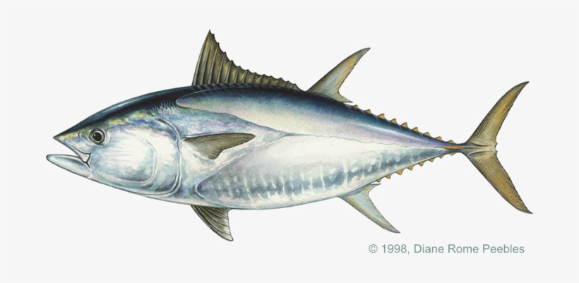 Pacific Bluefin Tuna, transparent png