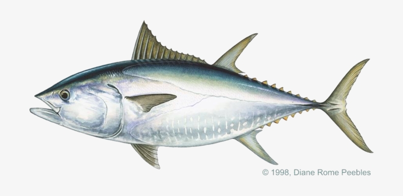 Scombridae Family - Big Eye Tuna Png, transparent png