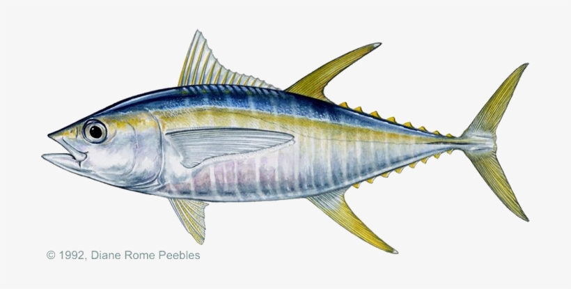 Yellowfin Tuna - Yellow Fin Tuna, transparent png