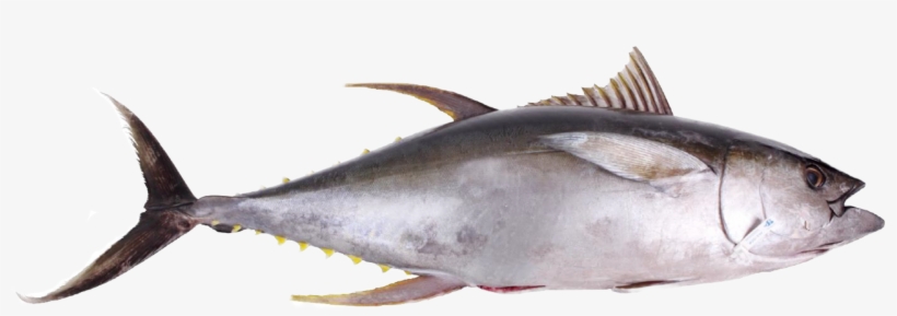 Oceanprime Sustainable Seafood Info - Tuna Png, transparent png