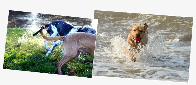 Keep Your Dogs Cool This Summer - Dog, transparent png