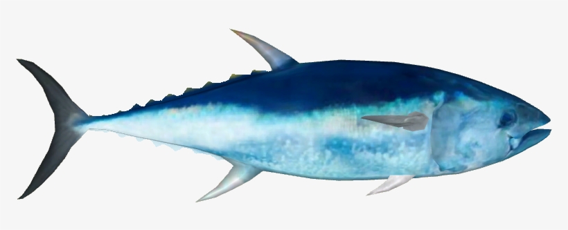 Atlantic Bluefin Tuna - Marlin, transparent png