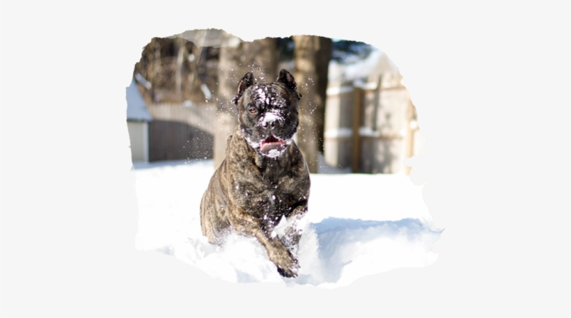 That's When Primal Pooch Was Born - Boxer, transparent png